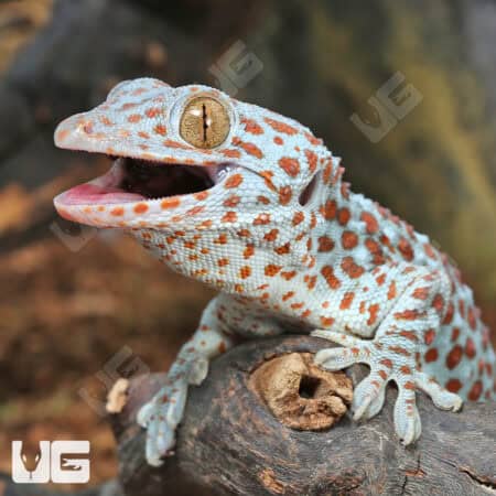 Tokay Geckos For Sale - Underground Reptiles
