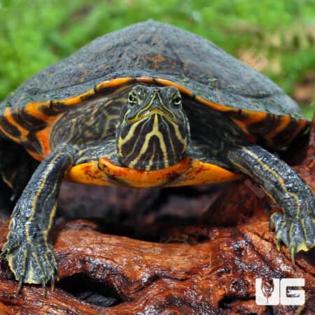 Sub Adult Eastern River Cooter For Sale - Underground Reptiles