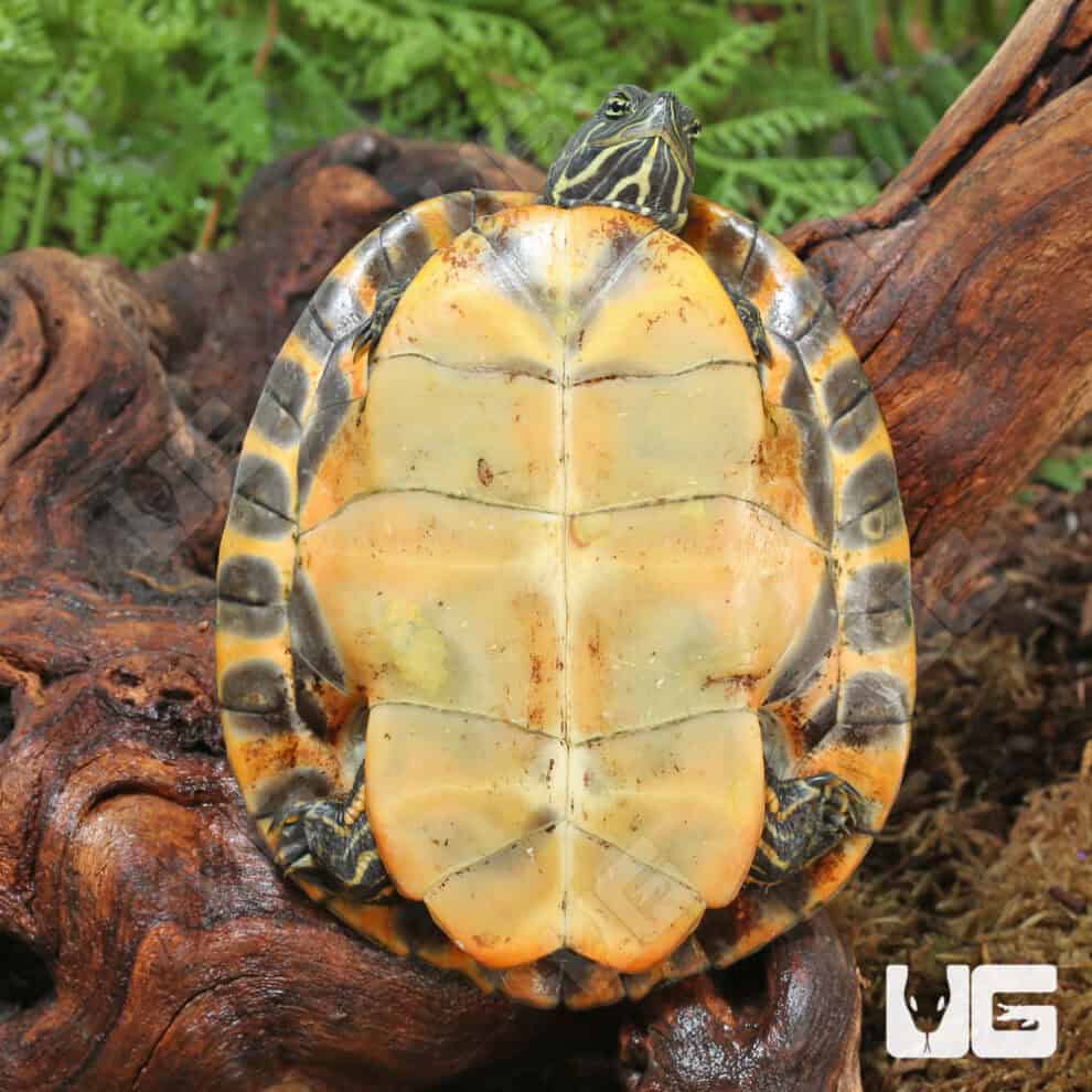 Sub Adult Eastern River Cooter For Sale - Underground Reptiles