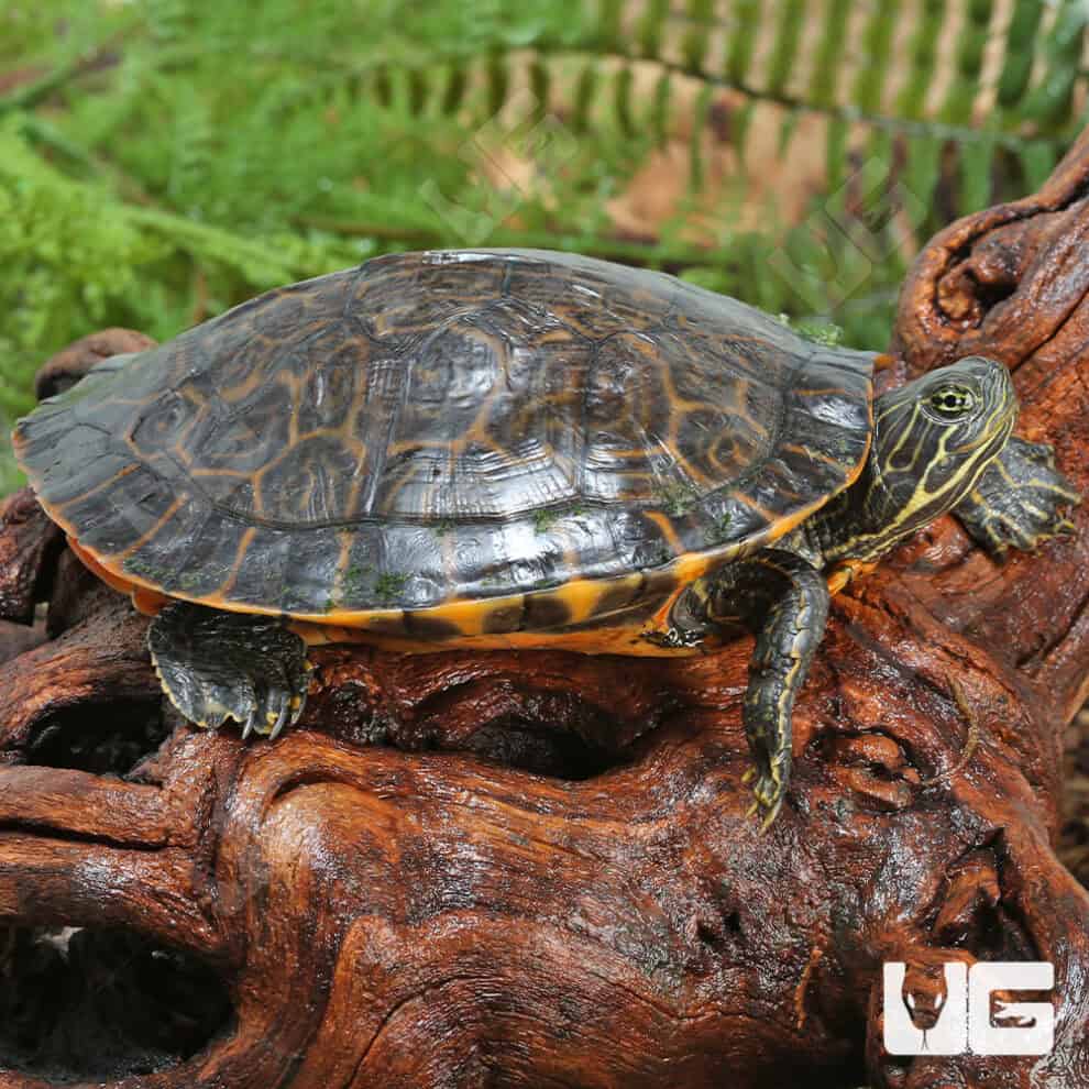 Sub Adult Eastern River Cooter For Sale - Underground Reptiles