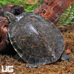 Sub Adult Eastern River Cooter For Sale - Underground Reptiles