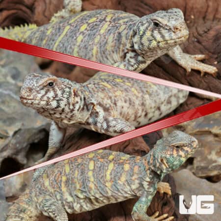 Ornate Uromastyx For Sale - Underground Reptiles