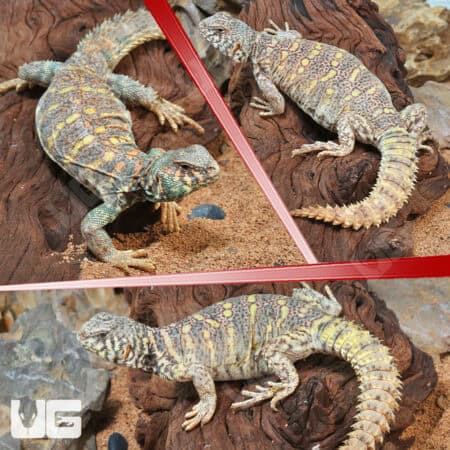 Ornate Uromastyx For Sale - Underground Reptiles