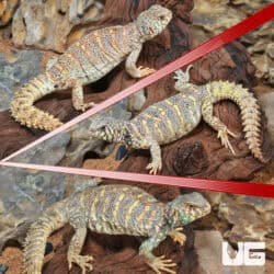 Ornate Uromastyx For Sale - Underground Reptiles