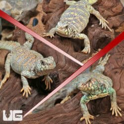 Ornate Uromastyx For Sale - Underground Reptiles