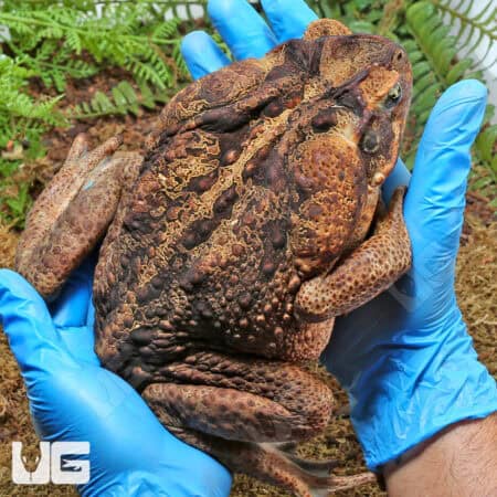 South American Giant Marine Toad For Sale - Underground Reptiles