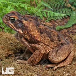South American Giant Marine Toad For Sale - Underground Reptiles