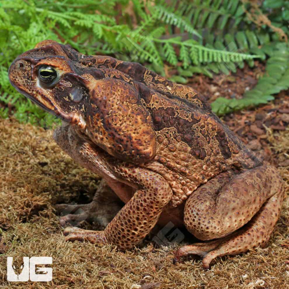 Suriname Giant Marine Toad For Sale - Underground Reptiles