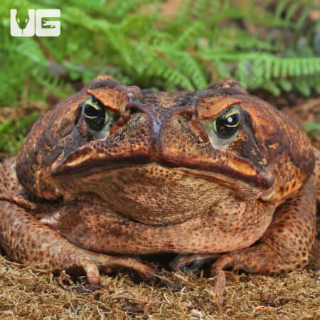South American Giant Marine Toad For Sale - Underground Reptiles