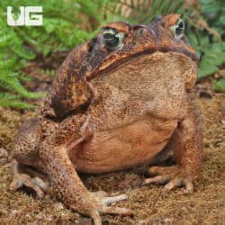South American Giant Marine Toad For Sale - Underground Reptiles