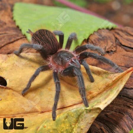 Veracruz Red Rump Tarantula (Tlitocatl kahlenbergi) For Sale - Underground Reptiles