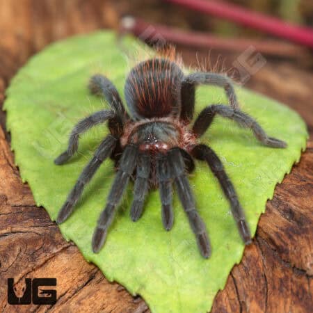 Veracruz Red Rump Tarantula (Tlitocatl kahlenbergi) For Sale - Underground Reptiles