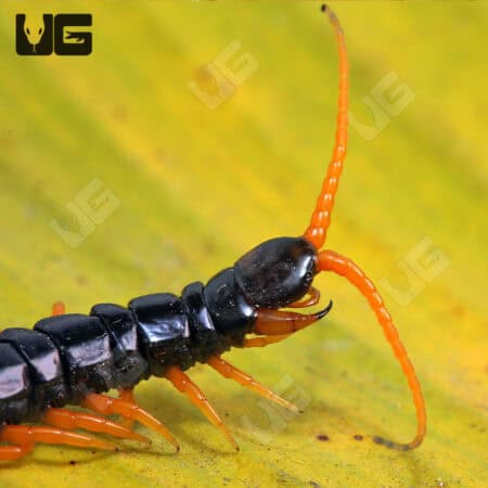 Waterfall Centipede (Scolopendra Cataracta) For Sale - Underground Reptiles