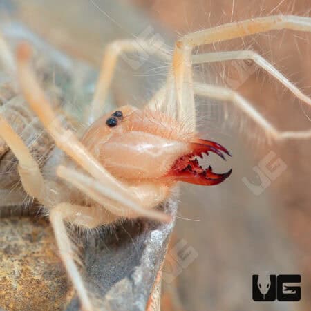 Camel Spider For Sale - Underground Reptiles