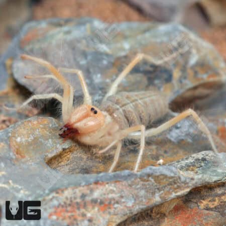 Camel Spider For Sale - Underground Reptiles
