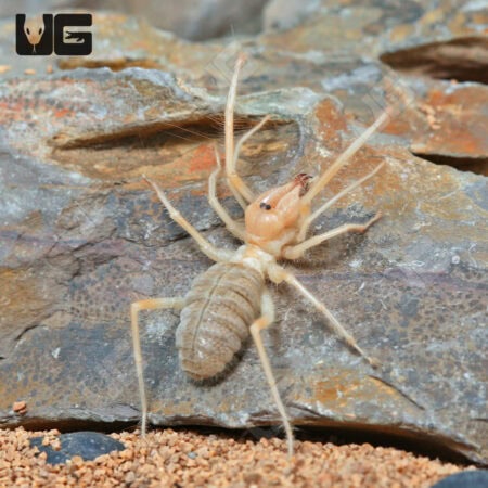 Camel Spider For Sale - Underground Reptiles