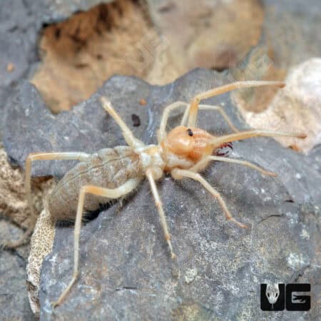 Camel Spider For Sale - Underground Reptiles
