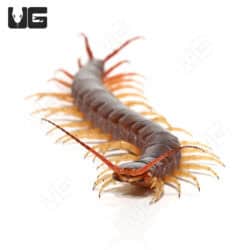 Thai Yellow Leg Centipede (Scolopendra dehaani) For Sale - Underground Reptiles