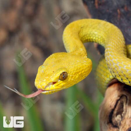 Yellow Wetar Island Pit Viper (Trimeresurus insularis) For Sale - Underground Reptiles