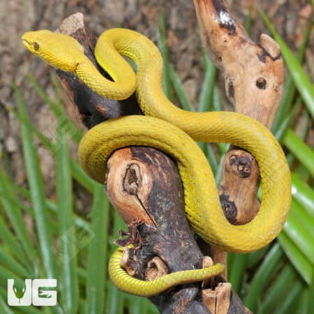Yellow Wetar Island Pit Viper (Trimeresurus insularis) For Sale - Underground Reptiles
