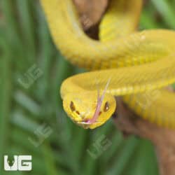 Yellow Wetar Island Pit Viper (Trimeresurus insularis) For Sale - Underground Reptiles