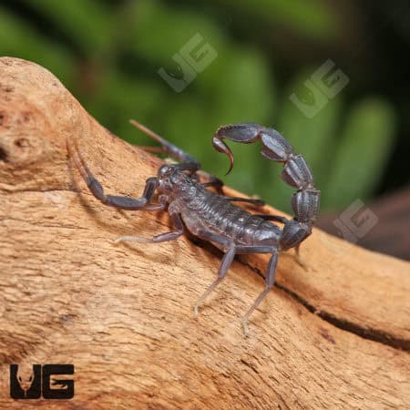 Arabian Fat Tail Scorpion (Androctonus Crassicauda) For Sale - Underground Reptiles