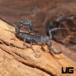 Arabian Fat Tail Scorpion (Androctonus Crassicauda) For Sale - Underground Reptiles