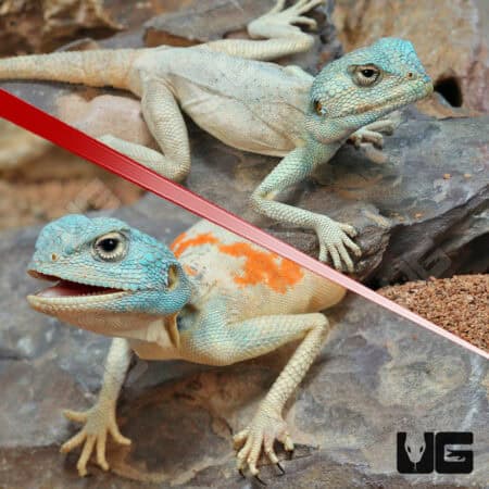 Savigny's Agama For Sale - Underground Reptiles