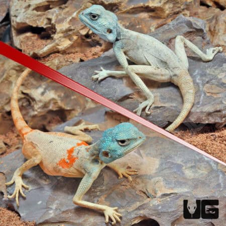 Savigny's Agama For Sale - Underground Reptiles