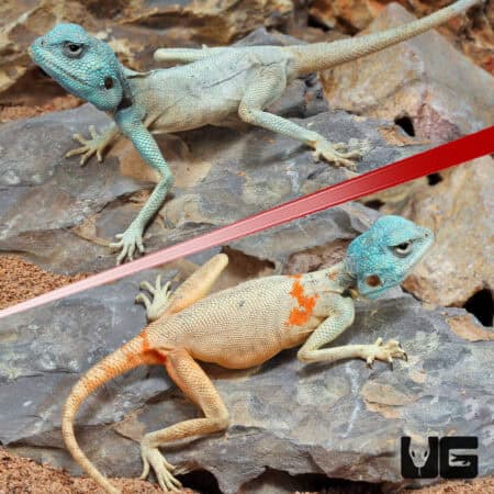 Savigny's Agama For Sale - Underground Reptiles