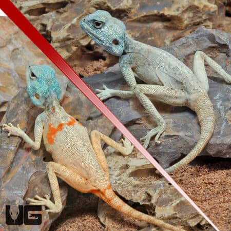 Savigny's Agama For Sale - Underground Reptiles