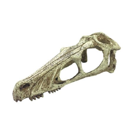 Komodo Raptor Skull Reptile Cave