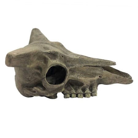 Komodo Deer Skull Reptile Cave