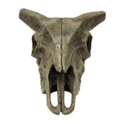 Komodo Deer Skull Reptile Cave