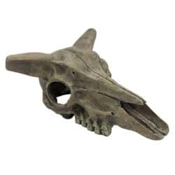 Komodo Deer Skull Reptile Cave