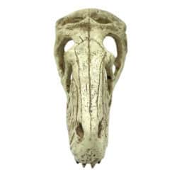 Komodo Raptor Skull Reptile Cave