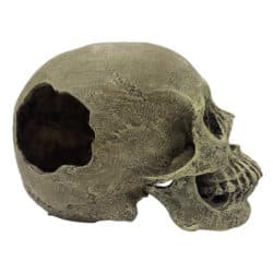 Komodo Full Human Skull Reptile Hideout