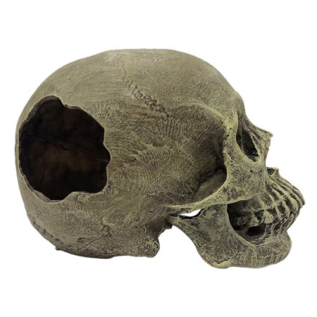Komodo Full Human Skull Reptile Hideout