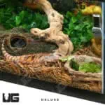 COMPLETE Baby Blue Tongue Skink Setup