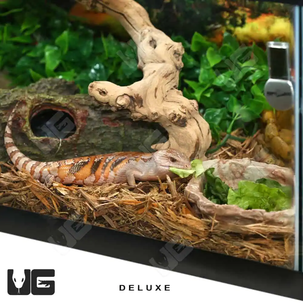 COMPLETE Baby Blue Tongue Skink Setup