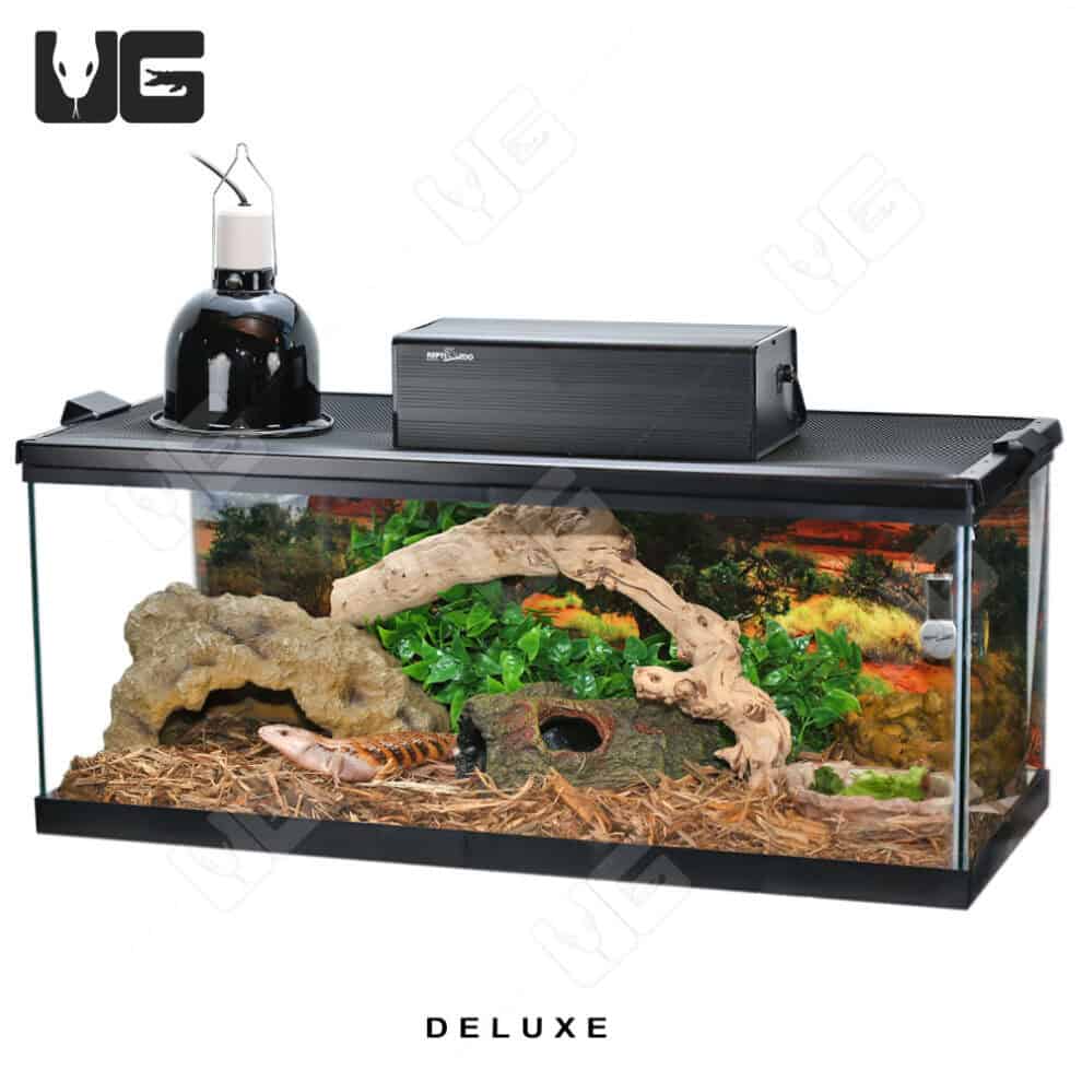 COMPLETE Baby Blue Tongue Skink Setup Underground Reptiles complete-baby-blue-tongue-skink-setup-underground-reptiles