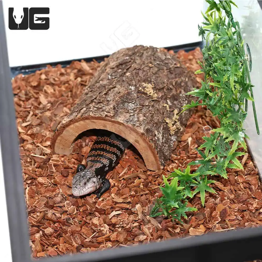 COMPLETE Baby Blue Tongue Skink Setup