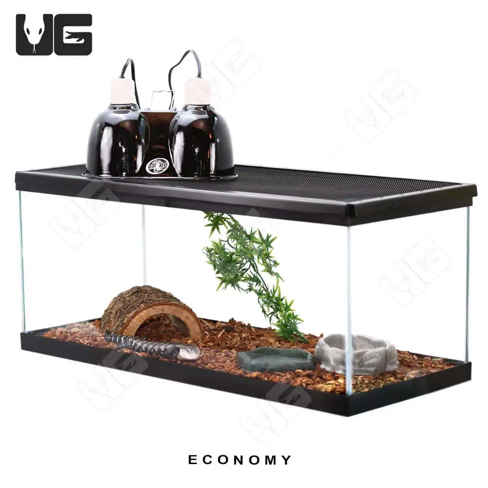COMPLETE Baby Blue Tongue Skink Setup