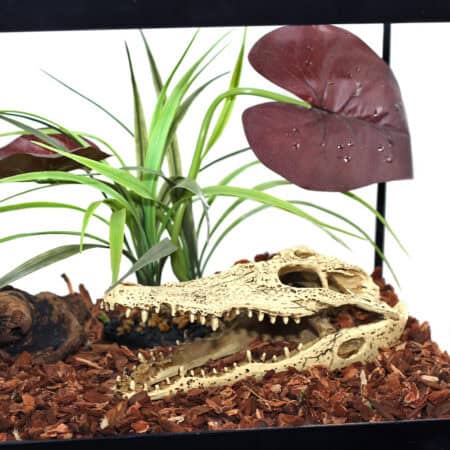 Reptile enclosure featuring a skull decoration, green plants, and bark substrate for a naturalistic.