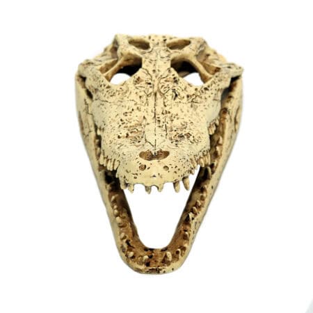 Ancient T-Rex skull replica for reptile enthusiasts and collectors. Perfect for educational displays.