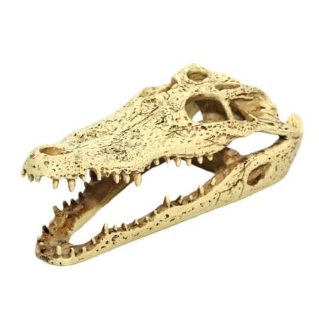 Realistic crocodile skull replica for reptile enthusiasts and educational displays.