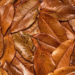 Lugarti Premium Leaf Litter Magnolia-30ct