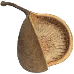 Lugarti Biodegradables-Budha Nut Pod