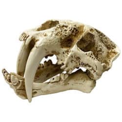 Lugarti Naturalistic Saber-Tooth Skull