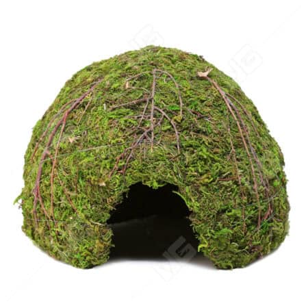 Galapagos Mossy Dome - 6" Diameter